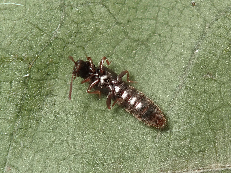 Staphylinidae corticicolo: Aleocharinae,  Phloeopora sp. (cfr.)